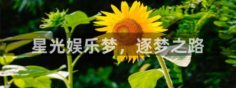 杏悦vk：星光娱乐梦，逐梦之路